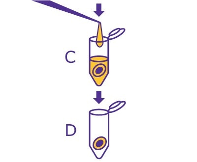 2nd part of the In-Gel Deglycosylation workflow starting with destaining the gel slice and removing the destaining solution and drying the gel in a vacuum concentrator. 2nd part of the In-Gel Deglycosylation workflow starting with destaining the gel slice and removing the destaining solution and drying the gel in a vacuum concentrator.
