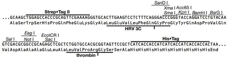 Strep•Tag® II 3C MCS