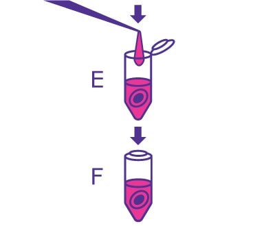 3rd part of the In-Gel Deglycosylation workflow starting with rehydrating the gel with PNGase F solution and incubating. 3rd part of the In-Gel Deglycosylation workflow starting with rehydrating the gel with PNGase F solution and incubating.