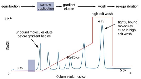 Typical IEX gradient elution