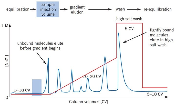 Typical IEX separation using linear gradient elution. The UV (protein) and conductivity (salt) traces show the elution of protein peaks and the changes in salt concentration during elution. Typical IEX separation using linear gradient elution