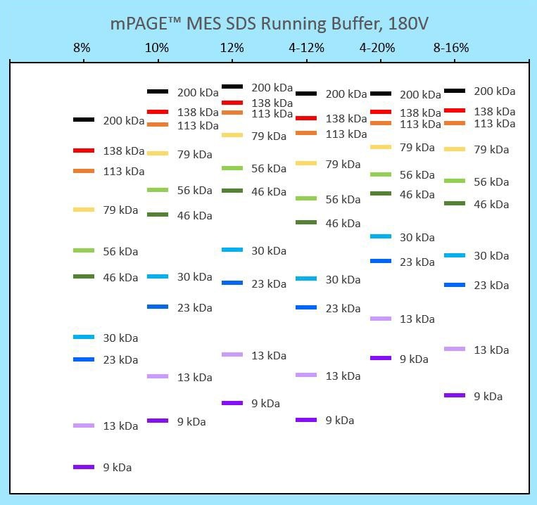 Protein banding patterns for different mPAGE® gel strengths run in Tris-MOPS running buffer. This migration chart can be used to determine the best mPAGE™ gel concentration and format for your gel electrophoresis application