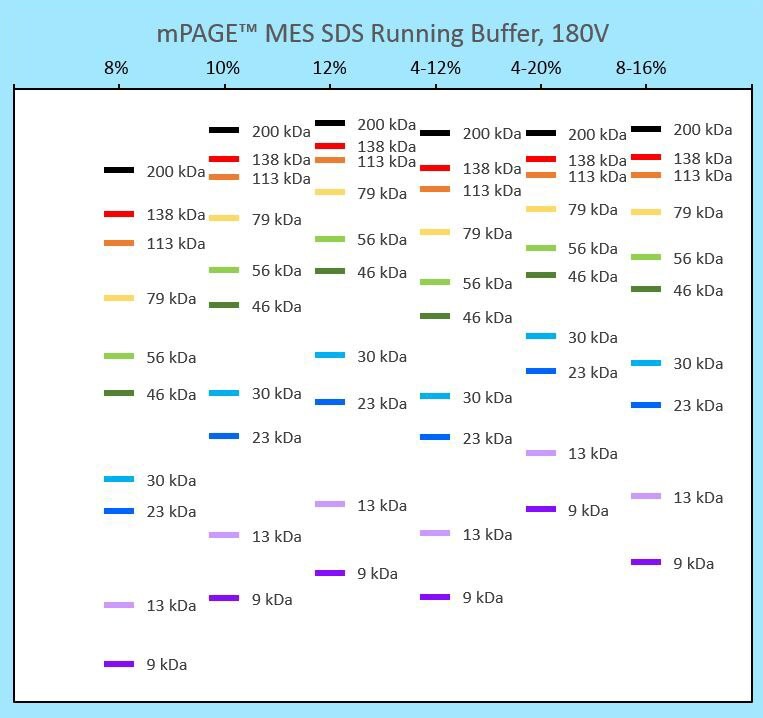 Gel electrophoresis with mPAGE™ Bis-Tris Precast Gels Protein banding patterns for different mPAGE® gel strengths run in Tris-MOPS running buffer. This migration chart can be used to determine the best mPAGE™ gel concentration and format for your gel electrophoresis application