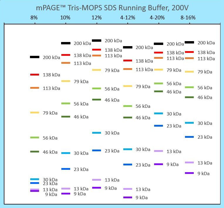 Gel electrophoresis with mPAGE™ Bis-Tris Precast Gels Protein banding patterns for different mPAGE® gel strengths run in Tris-MOPS running buffer. This migration chart can be used to determine the best mPAGE™ gel concentration and format for your gel electrophoresis application
