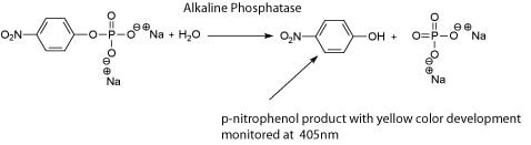碱性磷酸酶与底物pNPP的反应