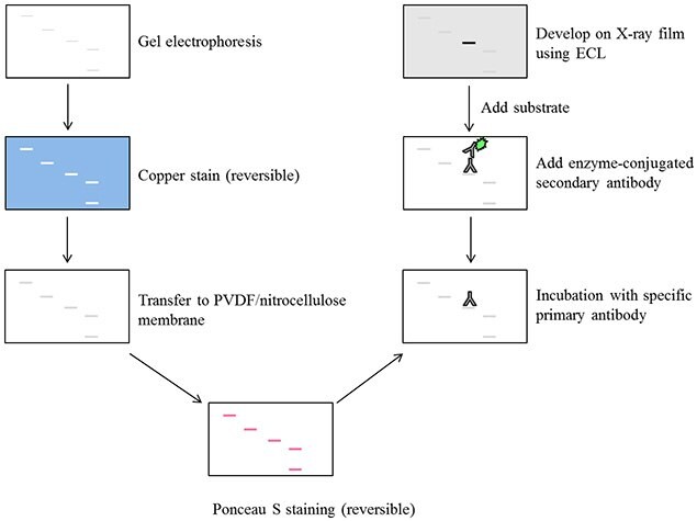 Steps involved in western blotting procedure