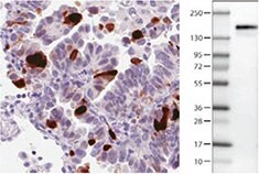 anti-anln-antibody-2