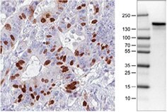 anti-anln-antibody-3