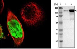 anti-anln-antibody