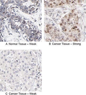 RBM3 Antibody