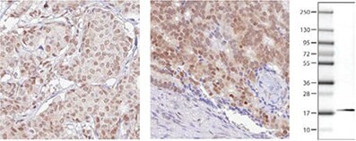 RBM3 Antibodies