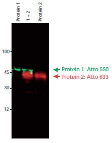 Immunoblot detection of Protein 1 and Protein 2 using two primary antibodies