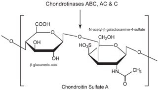 硫酸软骨素A由交替共聚物β-葡糖醛酸-(1-3)-N-乙酰基-β-半乳糖胺-4-硫酸盐组成。