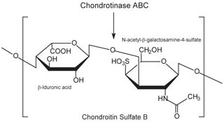 Chondroitin sulfate B (dermatan sulfate) consists of an alternating copolymer β-iduronic acid-(1‑3)-N-acetyl-β-galactosamine-4‑sulfate.