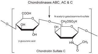 硫酸软骨素C由交替共聚物β-葡糖醛酸-(1-3)-N-乙酰基-β-半乳糖胺-6-硫酸盐组成。