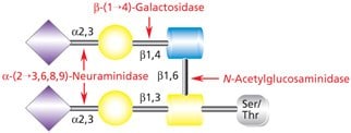 Diagram showing the removal of β(1→4)-galactose (Gal) residues using β(1→4)-galactosidase and removal of N-acetylglucosamine (GlcNAc) using N-acetylglucosaminidase.