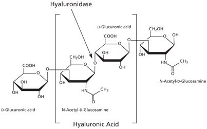 Hyaluronic acid is composed of alternating residues of β-D-(1‑3) glucuronic acid and β-D-(1‑4)-N-acetylglucosamine.