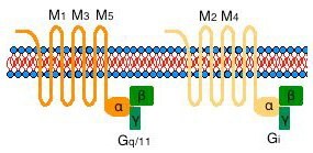 muscarinic-acetylcholine-receptor muscarinic-acetylcholine-receptor