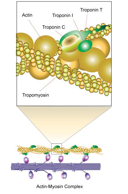 Troponin Troponin