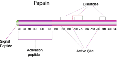 Structure of papain enzyme showing the small signal peptide on the end, followed by the larger activation peptide, then various active sites. Disulfides are present around the active sites.