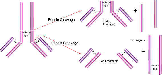 Typical pepsin and papain cleavage of an immunoglobulin G antibody. Generic antibody is on the left with an arrow showing pepsin cleavage above the disulfide bond hinge region into F(ab)2 fragment and Fc fragments. Another arrow shows papain cleavage below the hinge region splitting the antibody into Fab fragments and Fc fragments.