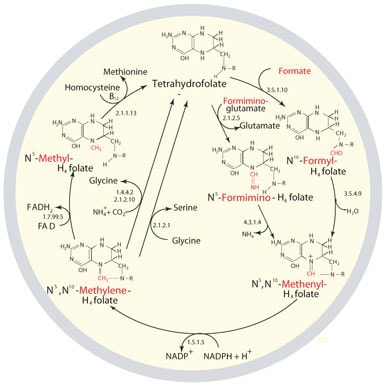 四氢叶酸的代谢循环和再生
