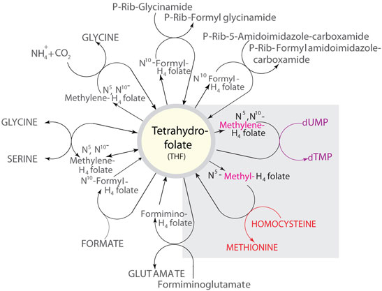 THF代谢物作为碳供体的一些反应