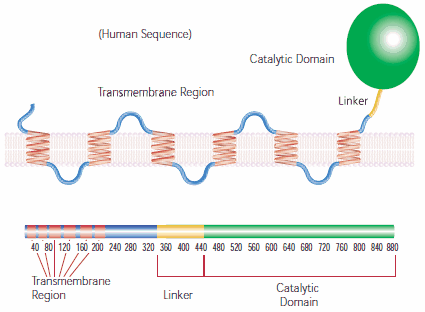 HMG-CoA Reductase.