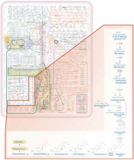  IUBMB-Nicholson Metabolic Pathways Chart.