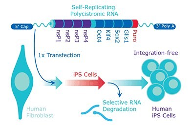 Cellular reprogramming technology