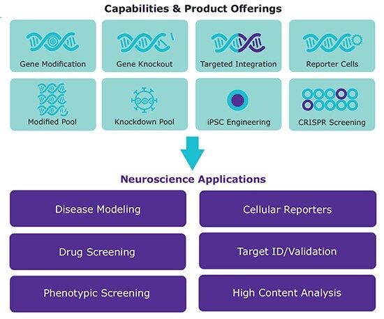 custom research models