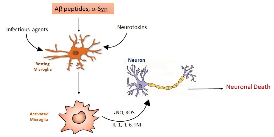 Neuroinflammation Microglia