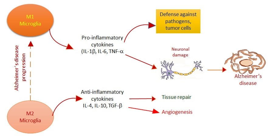 Microglia Neuroinflammation