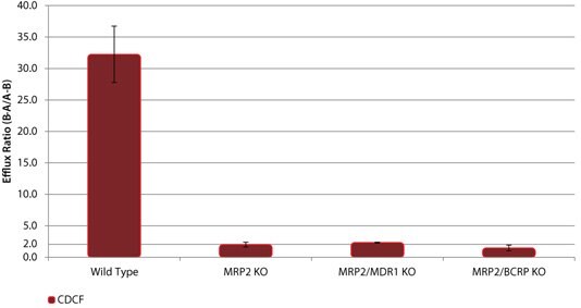 野生型(WT)和MRP2敲除(KO)细胞系中MRP2底物CDCF的外排