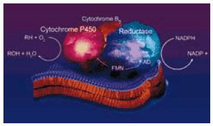 肝微粒体细胞色素P450