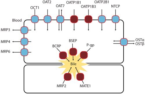 Common uptake and efflux transporters in human liver