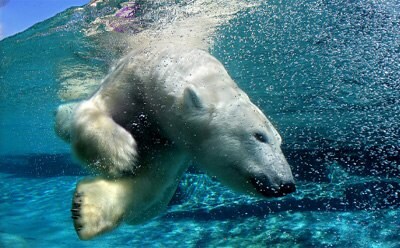 Polar bear swimming underwater with white fur contrasting blue water, surrounded by bubbles and light reflecting off the surface above.