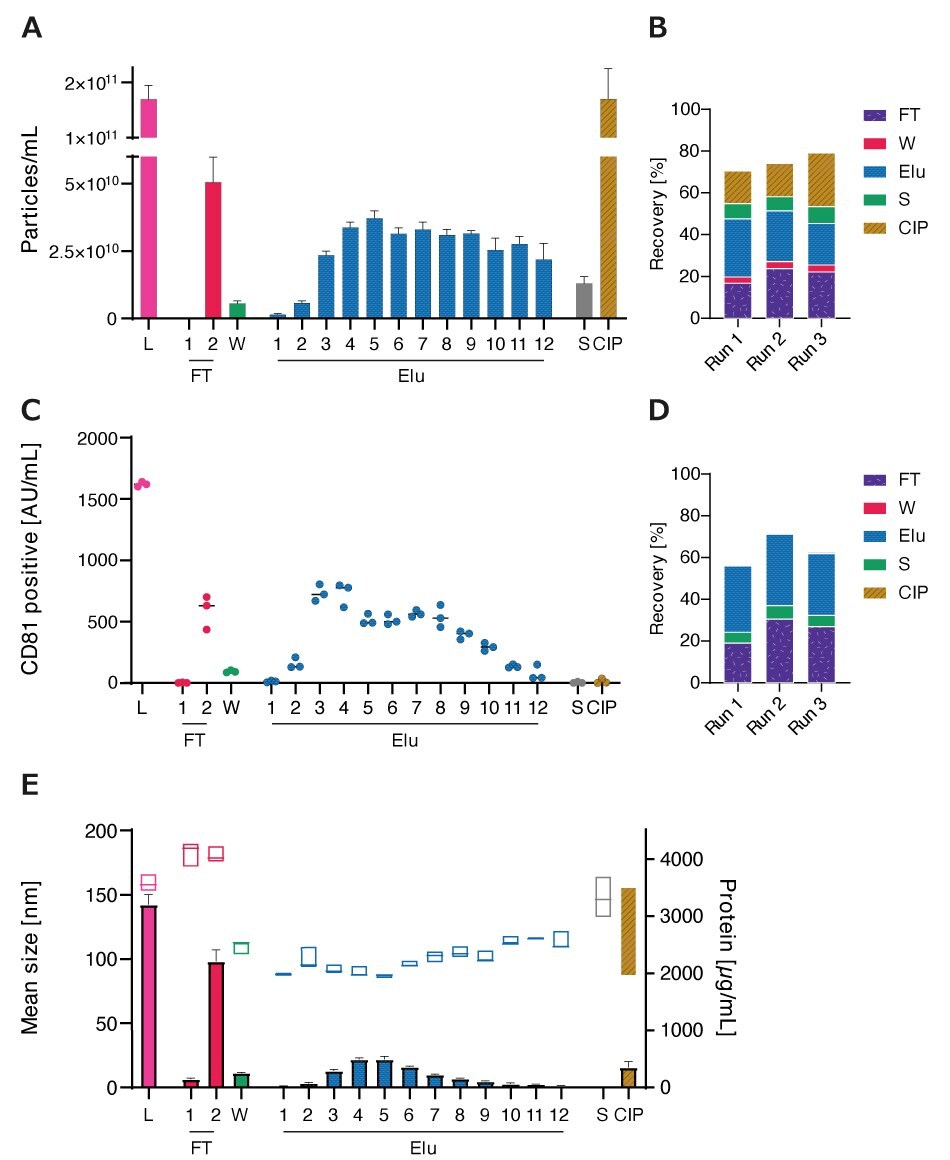 Size Distribution and Protein Contamination during Elution Elution profiles followed similar profiles with sharper drop-off towards the end of the elution. Particle sizes in the L, FT, S, and CIP fractions were larger than that in Elu fractions while the protein concentration in the Elu fractions was lower than the load, indicating greater purity. Protein concentration peaked in the Elu fraction and then decreased.