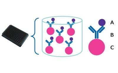 Capture step of the MILLIPLEX® multiplex assay workflow based on the Luminex® xMAP® bead-based multiplex assay platform. Shows the sample attached to the capture antibody attached to the Luminex® MagPlex® bead. Capture step of the MILLIPLEX® multiplex assay workflow based on the Luminex® xMAP® bead-based multiplex assay platform. Shows the sample attached to the capture antibody attached to the Luminex® MagPlex® bead.
