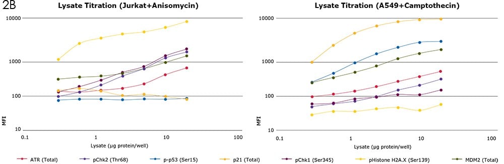 Lysate titrations were performed on Jurkat cells treated with anisomycin and A549 cells treated with camptothecin. Analytes include total ATR, pChk1, pChk2, pH2A.X, p-p53, total MDM2, and total p21.