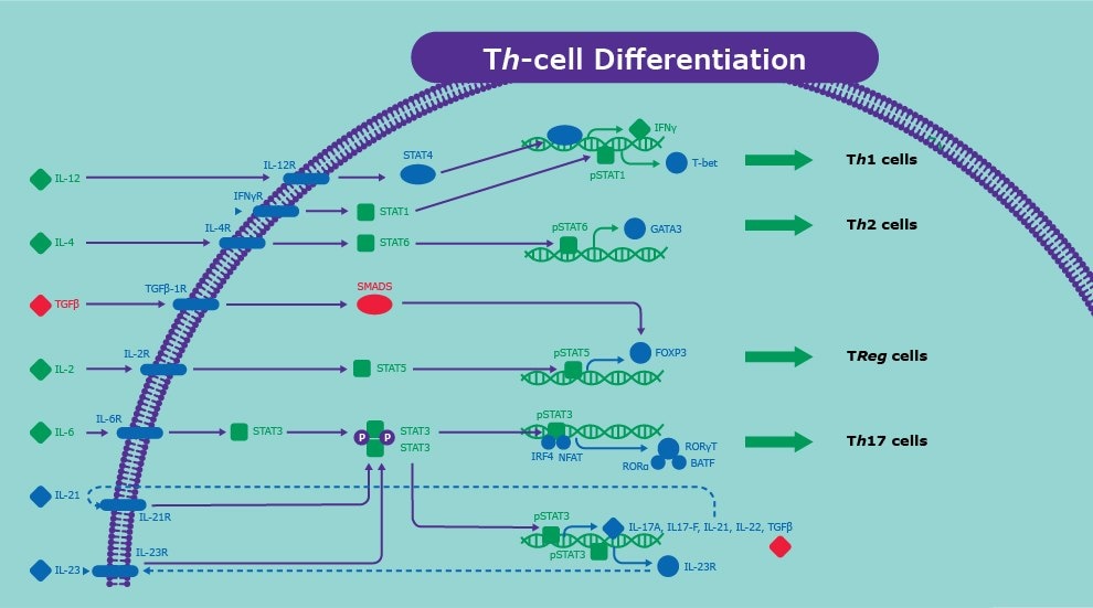 Signaling pathway involved in helper T cell (Th cell) differentiation into Th1, Th2, Treg, and Th17 cells. This includes interactions between IL-12, IL-4, TGFβ, IL-2, IL-6, IL-21, IL-23 and STAT proteins. 