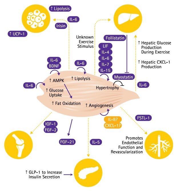 Diagram showing the myokine signaling pathway. Myokines, secreted by skeletal muscle, signal to diverse organs, including the liver, pancreas, bone, and circulatory system. The precise mechanisms by which angiogenesis is upregulated are still being studied. Adapted from Pedersen BK, Febbraio MA. Muscles, exercise and obesity: skeletal muscle as a secretory organ. Nat Rev Endocrinol. 2012 Apr 3; 8(8): 457 – 65.