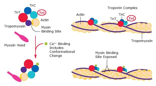 The cardiac troponin complex consists of Troponin- I (TnI), Troponin-T (TnT), and Troponin-C (TnC). These act as a complex that binds to tropomyosin and actin myofibrils. The troponin complex regulates muscle contraction via conformational changes that are induced after calcium binding.