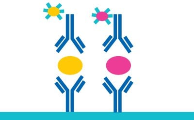 Illustration showing a yellow oval representing analyte 1 and a pink oval representing analyte 2, each 'sandwiched' between an antibody coated to a surface and a fluorescent-labeled antibody.