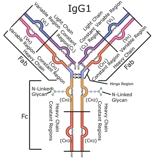 Graphical depiction of a human IgG1 antibody