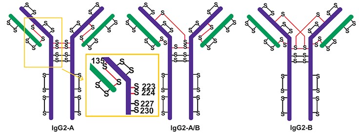Three major disulfide isoforms of IgG2 antibodies, labeled IgG2-A, IgG2-A/B, and IgG2-B. Each isoform is depicted as a Y-shaped structure with green and purple regions connected by disulfide bonds, marked as “S-S”. The inset in a yellow square highlights the amino acid numbers of the cysteines in the hinge region, specifically 131, 133, 223, 225, and 227. Cysteines involved in disulfide bond scrambling are indicated by an “S” with a red connecting line. Adapted from Reference 4.
