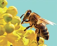 Banned and other neonicotinoids from plant material