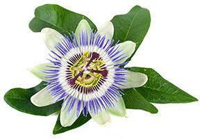 Passiflora incarnata