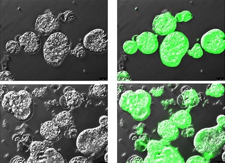 Cell viability of apical-out organoids Cell viability staining of cryopreserved apical-out organoids