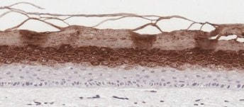 In-Vitro Organotypic Skin Culture c <b>C</b>. In-Vitro Organotypic Skin Culture